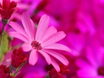 Pink Petals