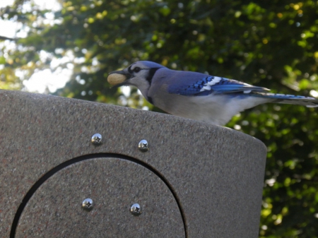 bluejay - white, peanuts, noisy, blue