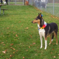 Katie at the Dog Park