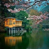 Lakeside with blossoms