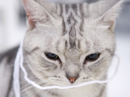 Cat - sleepy, cute, beautiful, cat, sleeping, kitty, cats, hat, cat face, paws, face, animals, pretty, beauty, sweet, kitten, lovely