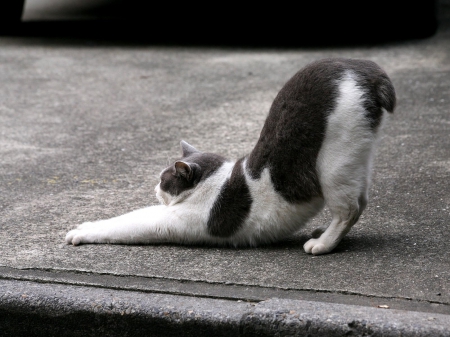 Cat - sleepy, cute, beautiful, cat, sleeping, kitty, cats, hat, cat face, paws, face, animals, pretty, beauty, sweet, kitten, lovely