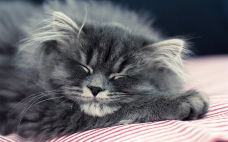 Cat - sleeping, beauty, cat face, hat, animals, sleepy, paws, face, pretty, cute, cat, kitty, lovely, kitten, cats, beautiful, sweet