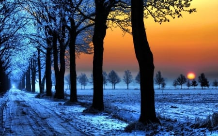 Winter Sunset - trees, snow, alley, sun, field