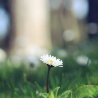 Flower Macro