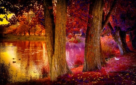 GOLDEN AUTUMN - spain, nature, trees, pond, gerona, birds