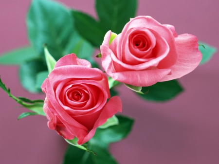 shades of pink roses - ROSES, COLOR, BEAUTIFUL, PINK, GORGEOUS