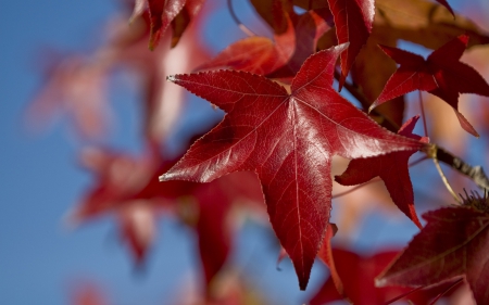 Autumn - leaf, red, autumn, blue