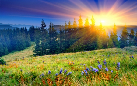 Sunrise field - nice, sky, trees, sun, meadow, field, shine, amazing, pretty, sunny, grass, rays, sunlight, landscape, mountain, light, lovely, glow, nature, beautiful, flowers, sunrise, wildflowers