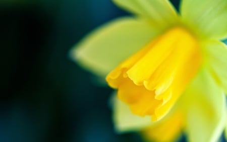 Bright Daffodil♥ - glow, yellow, flower, daffodil, contrast