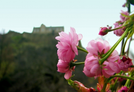 PINK BLOSSOMS - blossoms, pink, nature, bud