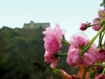 PINK BLOSSOMS