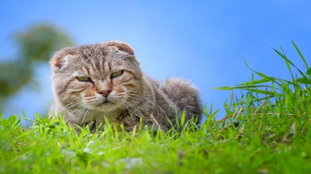 Lazy and hungry - cat, cute, grass, kitten