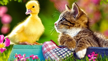 Little friends - chicken, kitten, cute, friends, cat