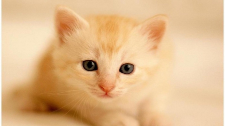 Orange kitten - cat, feline, cute, kitten