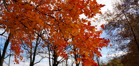 Beautiful Autumn Day - autumn day, beautiful autumn day, beautiful autumn, beautiful fall