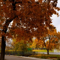 Autumn Trees