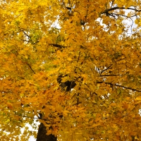 Golden Fall Foliage