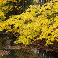 On Golden Pond