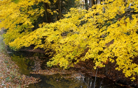 On Golden Pond - golden nature, On Golden Pond, golden fall, golden autumn