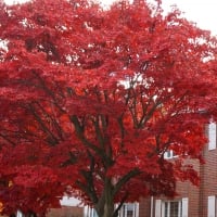 Gorgeous Autumn Tree