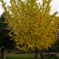 Golden Park Tree