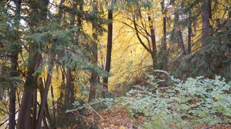 Fall Forest - Fall Forest, fall woods, autumn forest, autumn woods