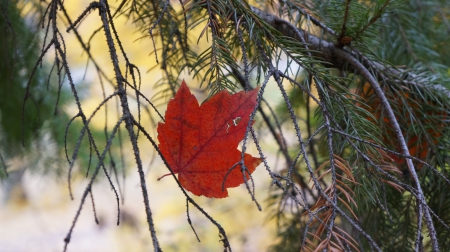 Stranded Abandoned Leaf - red leaf, autumn leaf, Stranded Abandoned Leaf, pretty leaf, fall leaf