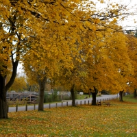 Row Of Autumn Trees