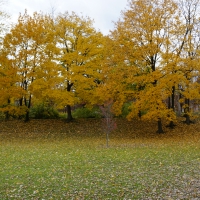 Scenic Autumn View