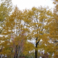 Trees In The Breeze