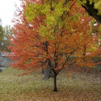 Gorgeous Autumn View