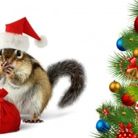 Chipmunk Sant Christmas