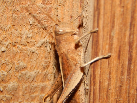 Grasshoppers - insects, bugs, pretty, same, grasshoppers, colored, woods, nature