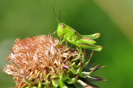 Green Grasshopper on flower - on, grasshopper, flower, green