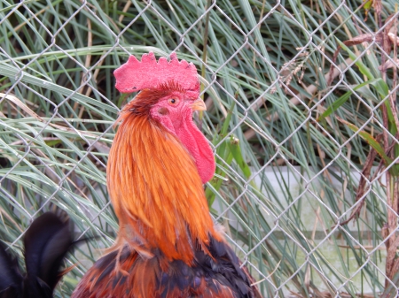 Pretty Rooster - pretty, cute, rooster, beautiful