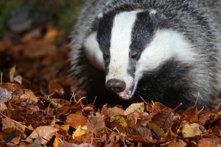 Badger - badger, animal, skunk, rodent