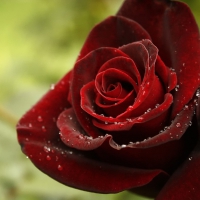 * Red rose *