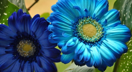 * For Andreea * - flowers, petals, blue, gerbera