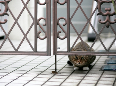 Cat - sleepy, cute, beautiful, cat, sleeping, kitty, cats, hat, cat face, paws, face, animals, pretty, beauty, sweet, kitten, lovely