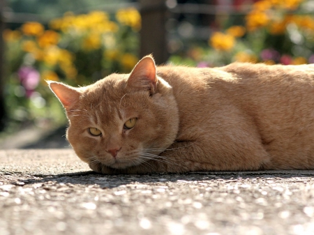 Cat - sleepy, cute, beautiful, cat, sleeping, kitty, cats, hat, cat face, paws, face, animals, pretty, beauty, sweet, kitten, lovely