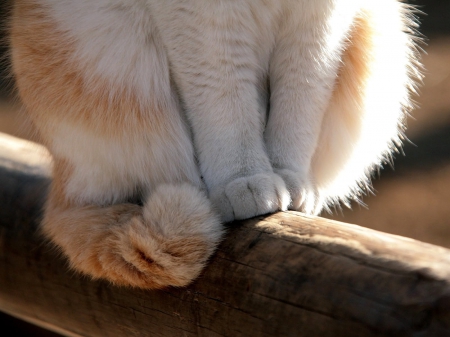 Cat - sleepy, cute, beautiful, cat, sleeping, kitty, cats, hat, cat face, paws, face, animals, pretty, beauty, sweet, kitten, lovely