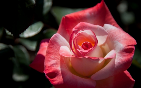 Rose - red, flower, rose, pink, nature, green