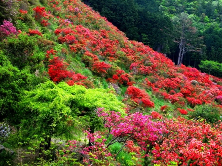 Floral slope - slope, trees, colorful, summer, lovely, bushes, forest, beautiful, flowers