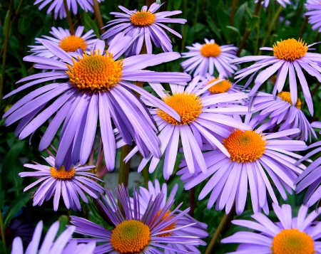 Lovely Flowers! - flowers, pretty, nature, purple, s