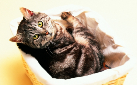 No bread today :) - animal, funny, cute, cat, yellow, basket, eyes