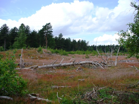 Shifting sands areas in the Netherlands #3 - nature, sky, trees, forest, sand