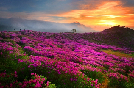 Fiery sunset - amazing, beautiful, slope, meadow, lovely, mountain, flowers, colorful, sunset, field, fiery, nice, sky