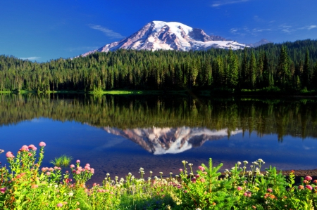 Mount Rainier - nice, slope, trees, rocks, rainier, snowy, grass, cliffs, lake, landscape, mount, shore, peak, lovely, nature, blue, beautiful, flowers, wildflowers