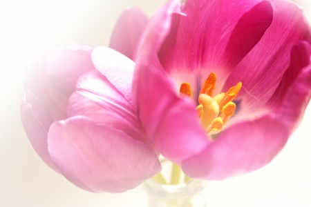 Beautiful Tulips for Beautiful-Life! - nature, pink, beautiful, tulips, flowers